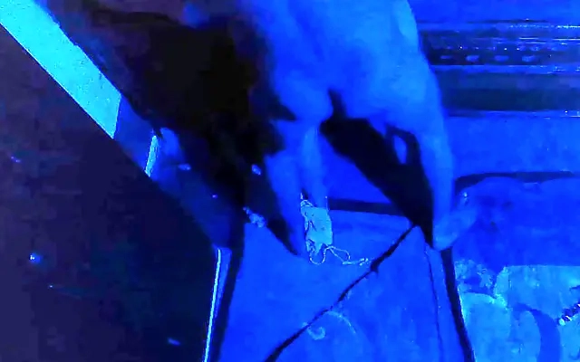 My BBW Neighbor With Huge Boobs is Trying to Escape From Anal Fucking, But She Only Gets Even More Ass Fucking